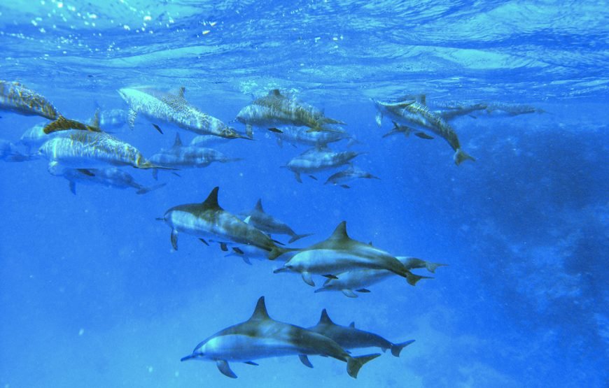 Dolphin House Full-Day Boat Trip