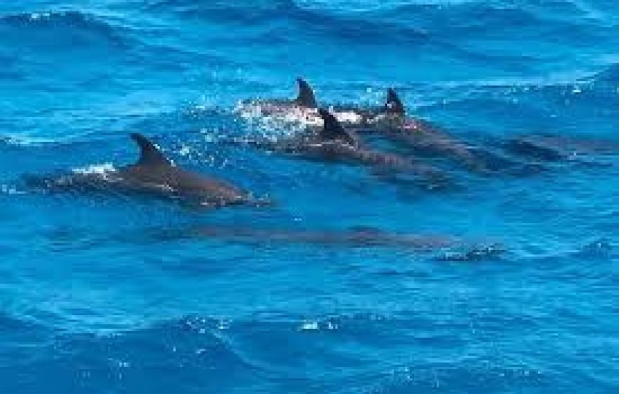 Dolphin House Full-Day Boat Trip