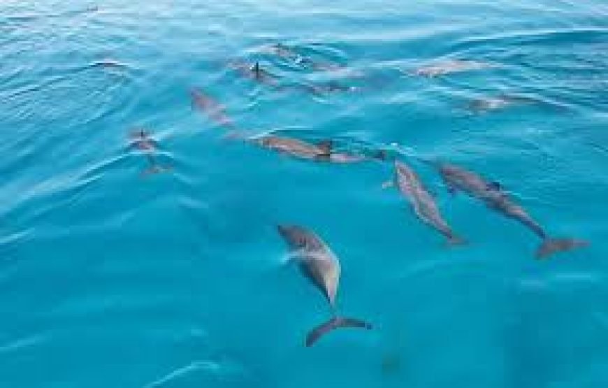 Dolphin House Full-Day Boat Trip